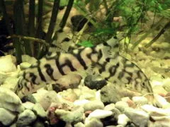 Mønster Botia (Botia lochata)